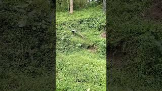 Beautiful nature...peacock#tamil #nature #peacocklove #youtubeshorts #viral #video