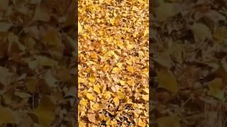 황금 융단 길을 산책하기1 Walking on the Golden Carpet Road #황금 #융단 #산책 #은행나무 #운동하는남자  #운동하는여자