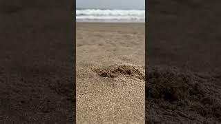 Crab  Digging at Paradise Beach  ️ #crab #beach  #travelvlogs #youtube #short