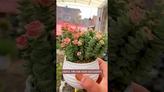 Beginner's Succulent Care: Easy Tips for a Beautiful Plant Garden