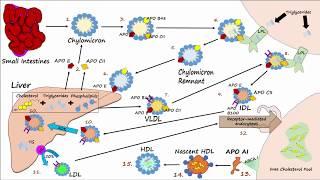 Lipid & Lipoprotein Processing Part 3 - Formation of LDL and HDL