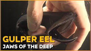 Gulper Eel  Jaws of the Deep | Nature Nuggets