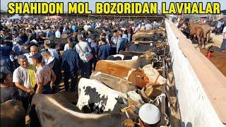 Shahidon mol bozori semiz VA boqma buqalar sigirlar hamda buģoz narhlari bilan tanishing 3.09.2024y