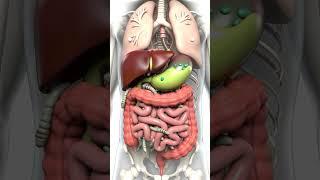 Human Digestion Process Animation | 3D Anatomy with Ascaris Worms & Lung Airflow