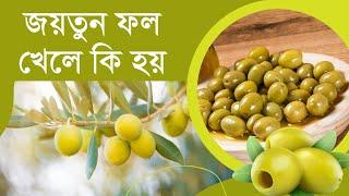 জয়তুন ফলের উপকারিতা, জয়তুন ফলের দাম কত, কোথায় পাবেন জয়তুন ফল | Olive Fruit Price in Bangladesh