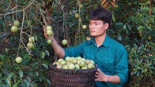 2 Years alone in the forest, Harvest star apple and bring it to the market to sell