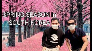 SPRING SEASON IN SOUTH KOREA | 봄 청주시  무심천 벚꽃 | CHERRY BLOSSOM FESTIVAL