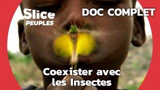 L’impressionnante Symbiose du peuple Mofu avec les Insectes | SLICE PEUPLES | DOC COMPLET