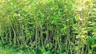 Agarwood plants | Agarwood Plantations| Call-09678757461