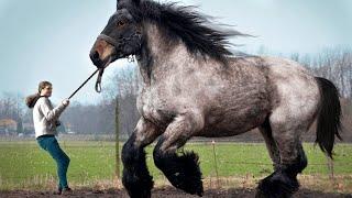 10 টি এমন ঘোড়া যা দেখলে বিশ্বাস করতে পারবেন না । 10 Horse Breeds You Will Not Believe Exist