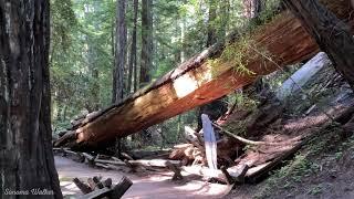 [4K] Walking in Armstrong Redwoods, Sonoma County, California