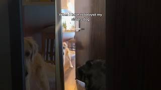 This golden retriever isn’t happy about her new guest #goldenretriever #dogs #labrador #funny