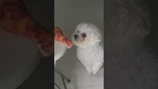 什麼也不敢的boki #강아지 #寵物狗狗精選 #比熊犬 #狗狗日常 #dog #puppy #강아지일상 #댕댕이 #말티즈 #반려견