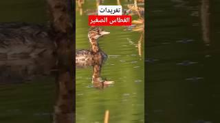 طائر الغطاس الصغير اجمل الطيور المائية #نوافذ_برية #طيور #الحياة_البرية