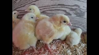 Hatching Vlog Cuteness Montage