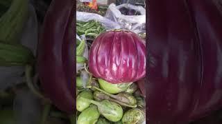 Giant eggplant  #eggplant #big #giant #vegetables