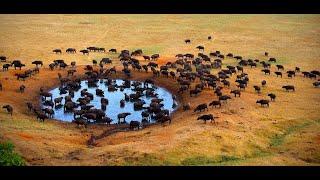 Mundo Selvagem   Planície do Ébano - Zâmbia