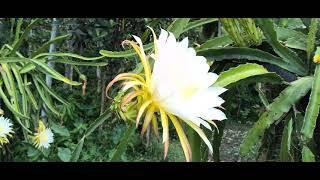 Dragon fruit flower's blooming June month update2025 ll Mahilary organic dragon fruit farming ll