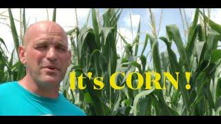 It's CORN (the fantastic plant that is corn)