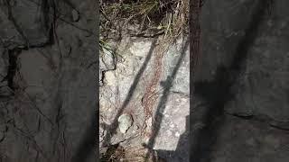 Strolling Around the Mountain #imaginedragons #music #electronicmusic #livemusic #naturelovers