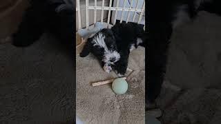 #광식이 이름 바뀜 #두들 믹스견 #분당강아지  #천재견  #폭풍성장  #0.1kg 벌크업 #2차접종