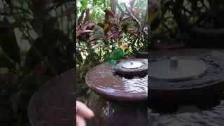 Baby Caique Parrot bathing on the Aquacape Fountain part.2 | bird bath | JC075