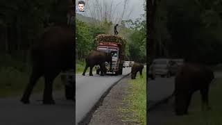 Elephant blocked the road|elephant on forest road caught sugarcane truck|#foresttax|#shorts