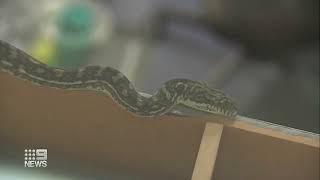 Snake in a Newsroom, Apr. 13 2022