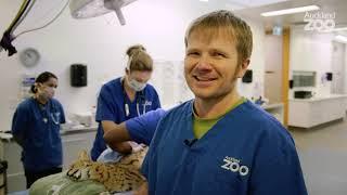 Come take a tour of Auckland Zoo's Vet Hospital!