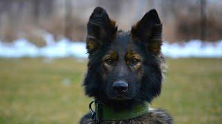 Hurricane - Trained Family Protection Dog for Sale