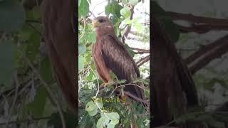 Raptors in Kruger national park. #birds #birdingparadise #wildlife #nature #raptors