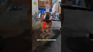 Extraordinary Pets with Secret Superpowers