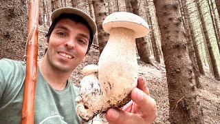 FUNGHI PORCINI a quintali - Nella foresta di @cavatoriseriali è impossibile non riempire la gerla!