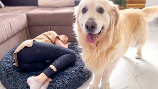 Golden Retriever Reaction to the Human Mom Occupying his Bed!