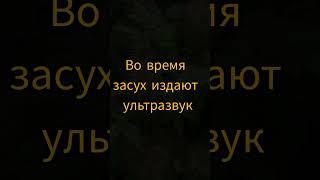 5 интересных фактов о растениях