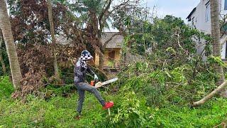 SAWING TREE Precious Trees Cleaning Up The Mess After a Natural Disaster