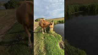 Улюблене місце Рижулі#villagelife #diy #cow #farm #farmer #animal #animals #farming #village