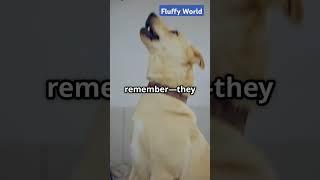 5 Fascinating facts about Dogs!