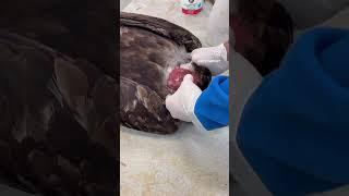 Golden Eagle, full crop removal part 2