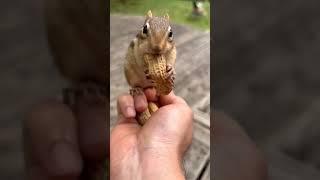 Squirrel eating peanuts!?