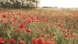 Poppy Flower Field Ambience - Relaxing ASMR