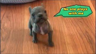 Sassy Tiny Frenchie complains that no one wants to play with him who still smelled of milk. Boo ep2