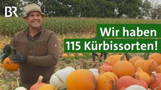 Frisch vom Feld: 115 verschiedene Kürbissorten | Unser Land | BR