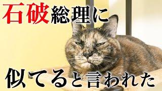 石破総理に似てるとウワサのサビ猫