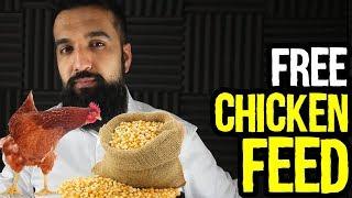 7 Free Chicken Feed Ideas | Save Money Profit More  | Urdu Hindi Punjabi