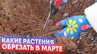 Какие растения обрезать в марте