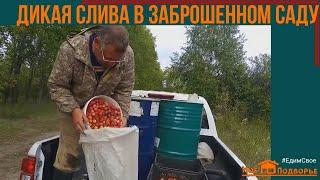 Как мы нашли сливу в заброшенном саду?! "Мое Подворье"