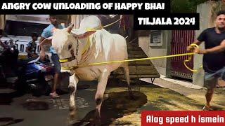 Most aggressive and Biggest cow unloading of Happy Bhai Tiljala 2024 #angrycowvideo #angrycow #trend