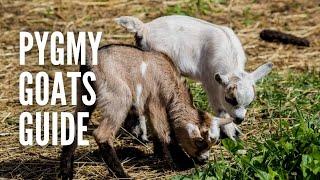 Pygmy Goats: All You Need to Know