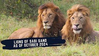 PLAINS CAMP MALES TAKE OVER NORTH - NORTHERN AVOCA LEAVES AGAIN - THE LIONS OF SABI SAND EPISODE 19